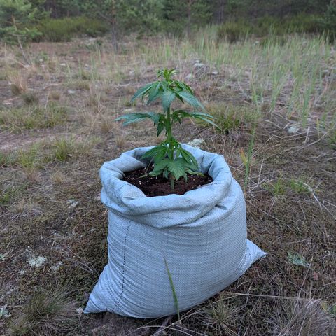 Royal Bluematic #9 growlog timeline photo