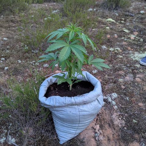 Green Gelato #5 growlog timeline photo