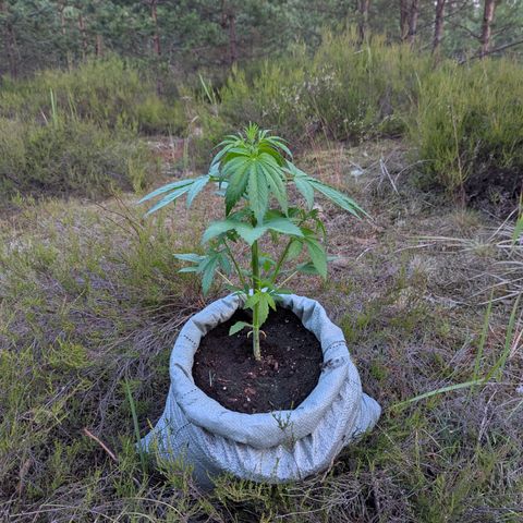 Royal Gorilla Automatic #3 growlog timeline photo