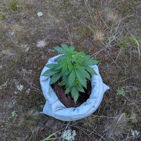 Royal Bluematic #9 growlog timeline photo