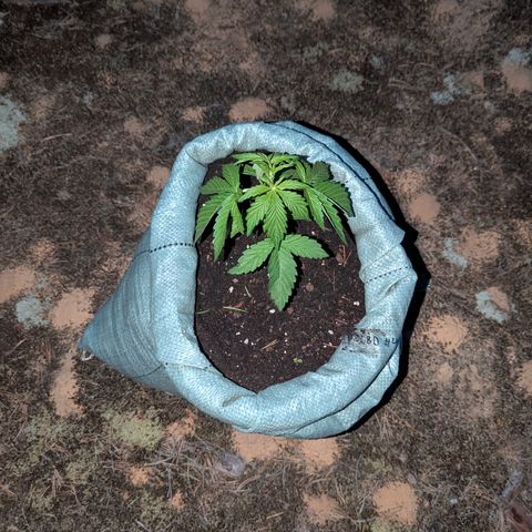 Purplematic CBD #4 growlog timeline photo