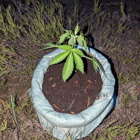 Royal Gorilla Automatic #3 growlog timeline photo