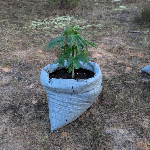 Royal Gorilla Automatic #2 growlog timeline photo