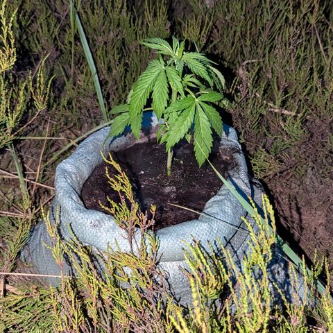 Pink Runtz Automatic #7 growlog timeline photo