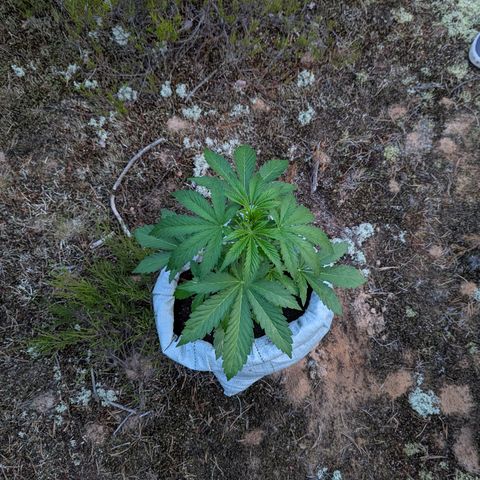 Green Gelato #5 growlog timeline photo