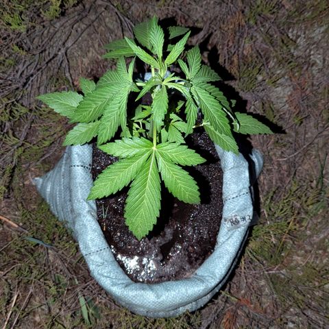 Royal Gorilla Automatic #3 growlog timeline photo