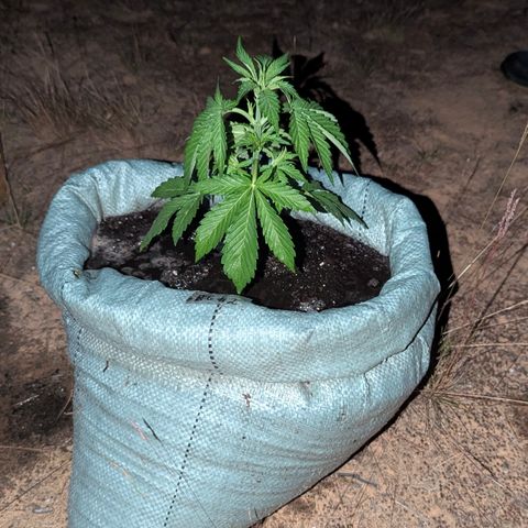 Royal Gorilla Automatic #2 growlog timeline photo