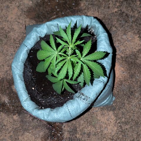 Royal Gorilla Automatic #1 growlog timeline photo