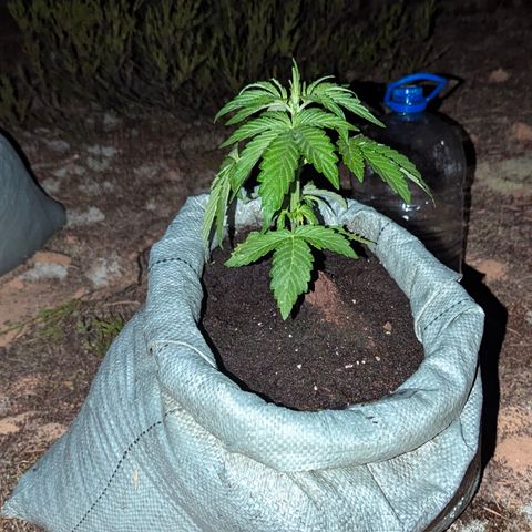 Purplematic CBD #4 growlog timeline photo
