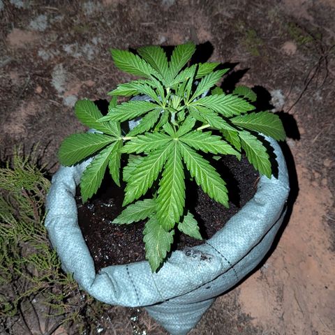 Green Gelato #5 growlog timeline photo