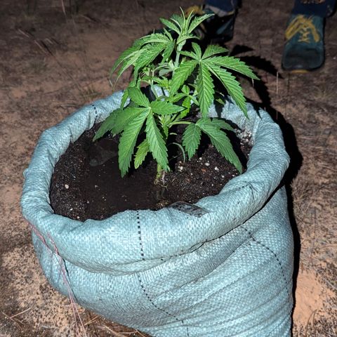 Royal Gorilla Automatic #1 growlog timeline photo