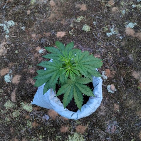 Purplematic CBD #4 growlog timeline photo