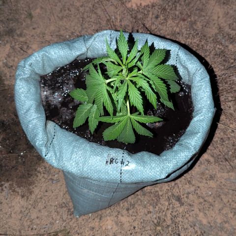 Royal Gorilla Automatic #2 growlog timeline photo