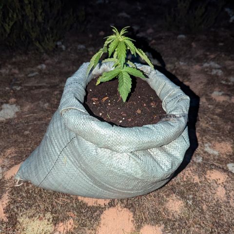 Purplematic CBD #4 growlog timeline photo