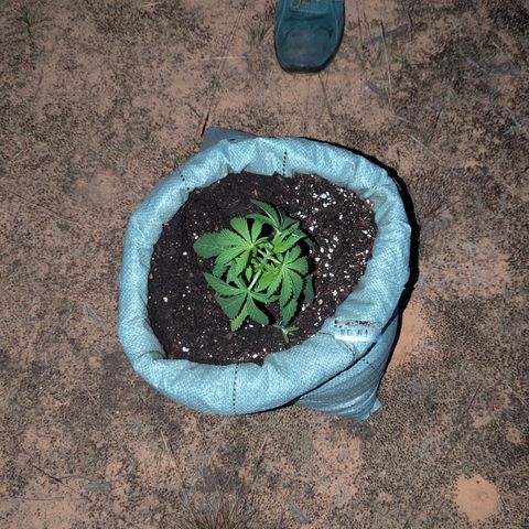 Royal Gorilla Automatic #1 growlog timeline photo