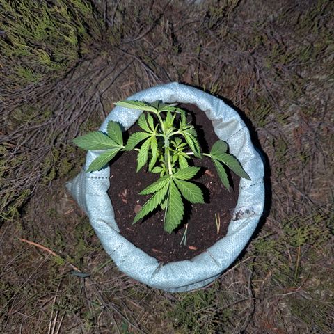 Royal Gorilla Automatic #3 growlog timeline photo