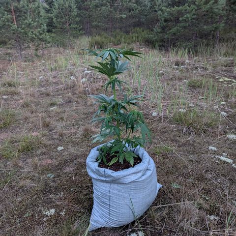 Royal Bluematic #9 growlog timeline photo