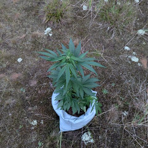 Royal Bluematic #9 growlog timeline photo