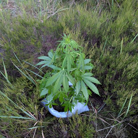 Pink Runtz Automatic #7 growlog timeline photo