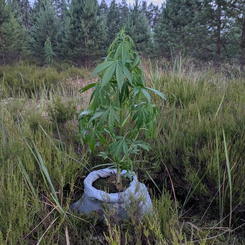Pink Runtz Automatic #7 growlog timeline photo