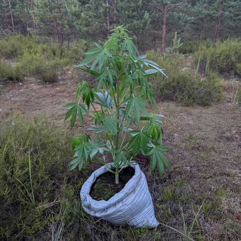 Royal Gorilla Automatic #3 growlog timeline photo