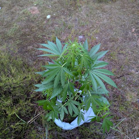 Royal Gorilla Automatic #3 growlog timeline photo