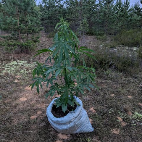 Royal Gorilla Automatic #1 growlog timeline photo