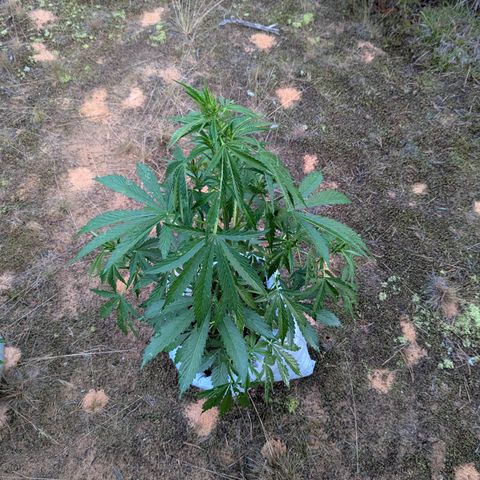 Royal Gorilla Automatic #1 growlog timeline photo