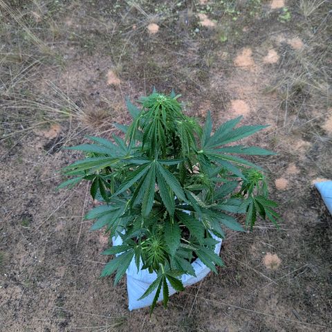 Royal Gorilla Automatic #2 growlog timeline photo