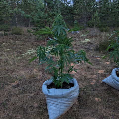 Royal Gorilla Automatic #2 growlog timeline photo