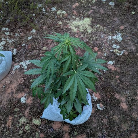 Purplematic CBD #4 growlog timeline photo