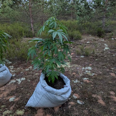 Purplematic CBD #4 growlog timeline photo