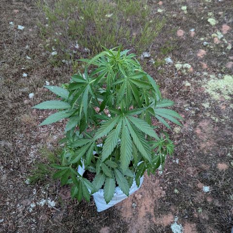 Green Gelato #5 growlog timeline photo