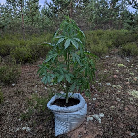 Green Gelato #5 growlog timeline photo