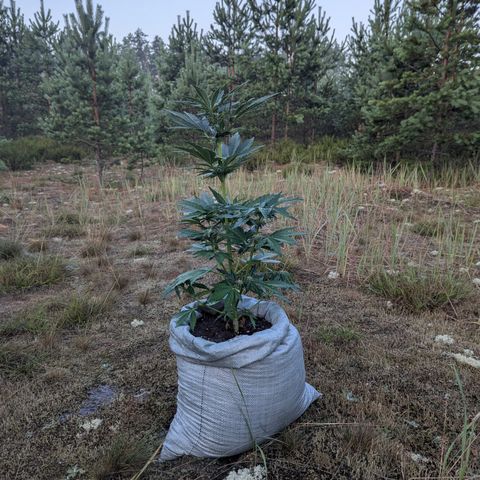 Royal Bluematic #9 growlog timeline photo