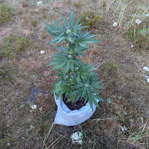 Royal Bluematic #9 growlog timeline photo