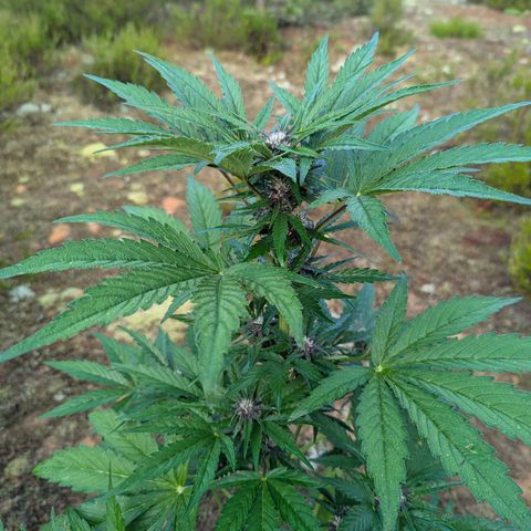 Purplematic CBD #4 growlog timeline photo