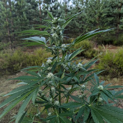Royal Gorilla Automatic #3 growlog timeline photo