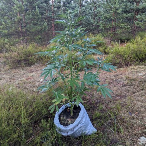 Royal Gorilla Automatic #3 growlog timeline photo
