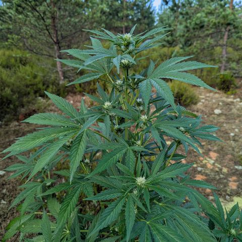 Green Gelato #5 growlog timeline photo