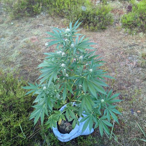 Royal Gorilla Automatic #3 growlog timeline photo