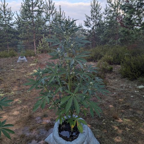 Royal Gorilla Automatic #1 growlog timeline photo