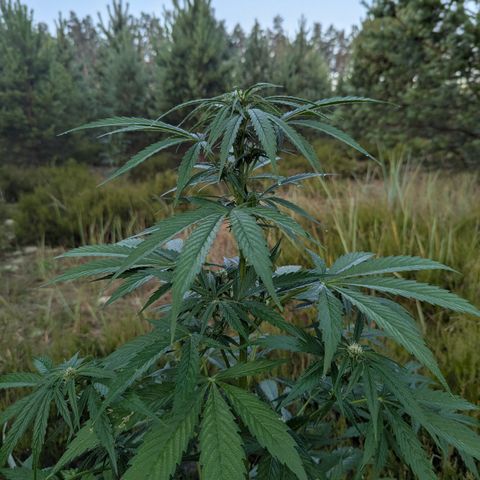 Pink Runtz Automatic #7 growlog timeline photo