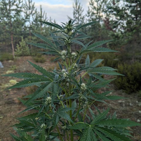 Royal Gorilla Automatic #1 growlog timeline photo