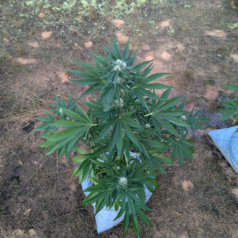 Royal Gorilla Automatic #2 growlog timeline photo