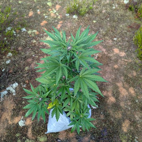 Purplematic CBD #4 growlog timeline photo