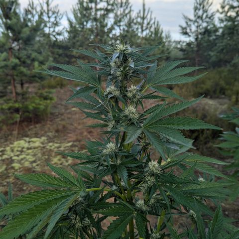 Royal Gorilla Automatic #2 growlog timeline photo