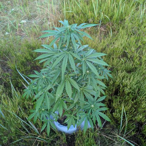 Pink Runtz Automatic #7 growlog timeline photo