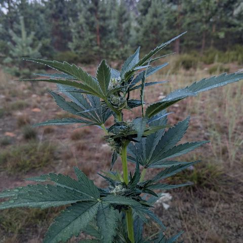 Royal Bluematic #9 growlog timeline photo