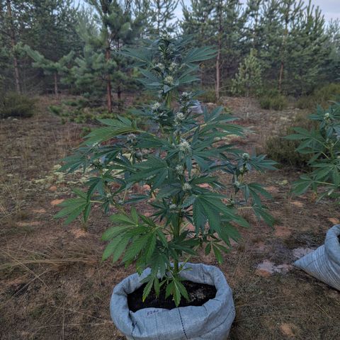 Royal Gorilla Automatic #2 growlog timeline photo